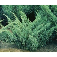 Можжевельник средний Juniperus squamata "Blue Danube" : С2, h=20-25