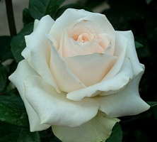 Роза чайно-гибридная Clear Ocean "Клер" : С5/7,5 | купить