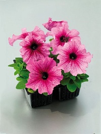 Петуния крупноцветковая (Petunia grandiflora) "Tango F1" (Plum) (ячейка 84) | купить