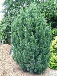 Сосна кедровая европейская Pinus cembra 'Glauca Fastigiata' : С7,5, h=20-30 | купить