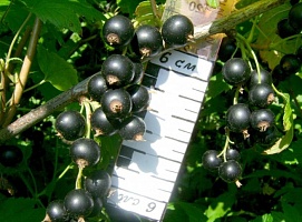 Смородина черная Ribes nigrum "Altai late" : С2/3