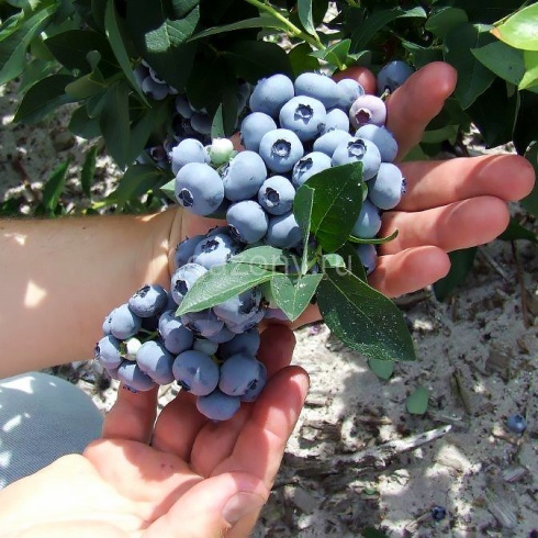hannas-choice-blueberry