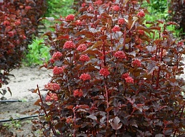 Пузыреплодник калинолистный Physocarpus opulifolius "Lady in Red" : Р9, h=10-20 | купить