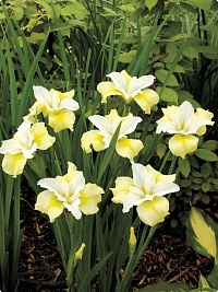 Ирис сибирский Iris sibirica 'Chartreuse Bounty' : С2/3