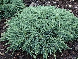 Можжевельник чешуйчатый Juniperus squamata "Blue Carpet" : C3, h=20-30 | купить