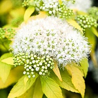 Спирея японская Spiraea japonica "White Gold" : С15