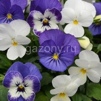 Виола рогатая (Viola cornuta) Sorbet (blyuberri sandai mix) (ячейка 6) | купить