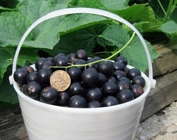 Смородина черная Ribes nigrum "Bummer" : (Ком+сетка) | купить
