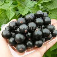 Смородина чёрная Ribes nigrum "Изюмная" : С2/3 | купить
