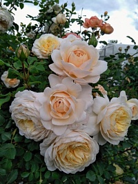 Роза шраб Crocus Rose "Крокус" : C5/7.5