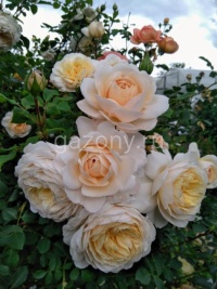 Роза шраб Crocus Rose "Крокус" : C5/7.5 | купить