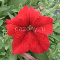 Петуния многоцветковая (Petunia multiflora) "Prism F1" (red) (ячейка 84) | купить