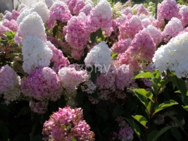 Гортензия метельчатая Hydrangea paniculata "Vanille Fraise" : С15 | купить