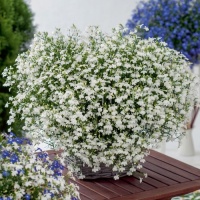 Лобелия ежевидная ампельная (Lobelia erinus) "Laura" (white) P9 | купить