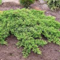 Можжевельник лежачий Нана Juniperus procumbens 'Nana' : C7,5, h=20-30 | купить