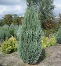 Можжевельник скальный Juniperus scopulorum `Blue Arrow` : C 26, h=120-140 | купить