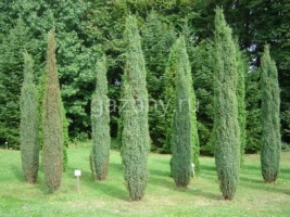 Можжевельник обыкновенный Juniperus communis 'Arnold' : C7,5, h=40-50 | купить