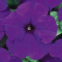 Петуния крупноцветковая (Petunia grandiflora) "DREAMS F1" (MIDNIGHT) (ячейка 84) | купить