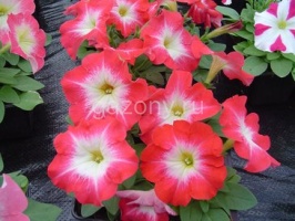 Петуния многоцветковая (Petunia multiflora) "Lambada F1" (scarlet morn) (ячейка 6) | купить