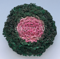 Капуста декоративная (Brassica oleracea) Kamome (pink) (ячейка 6) | купить