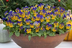 Виола рогатая (Viola cornuta) "EVO Mini Floral F1" (Power Golden Blues) (ячейка 6) | купить