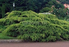 Можжевельник Пфитцера/cредний Juniperus pfitzeriana 'Wilhelm Pfitzer' : С3, h=20-30 | купить