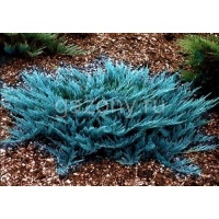 Можжевельник горизонтальный Juniperus horizontalis 'Blue Chip' : C7,5, h=20-30 | купить