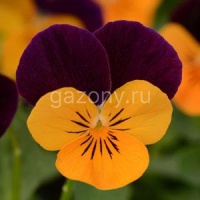 Виола рогатая (Viola cornuta) Sorbet XP (orange jump up) (ячейка 6) | купить