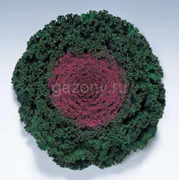 Капуста декоративная (Brassica oleracea) Kamome (Red)