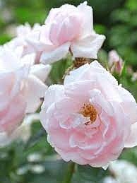 Роза морщинистая Rosa rugosa "Schneekoppe" : C2 | купить
