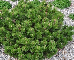 Сосна горная Pinus mugo 'Klosterkötter': С7,5, h=20-30