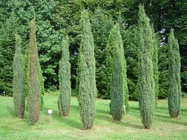 Можжевельник обыкновенный Juniperus communis 'Arnold' : C3, h=40-50 | купить