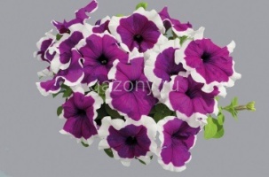Петуния крупноцветковая (Petunia grandiflora) "Limbo GP F1" (violet picotee) (ячейка 84) | купить