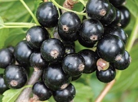 Смородина черная Ribes nigrum "Degtyarevskaya" : С2/3 | купить