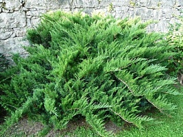 Можжевельник казацкий Juniperus sabina 'Tamariscifolia' : C7,5, h=30-40 | купить