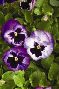 Виола Виттрока (Viola wittrockiana) "Colossus F1" (lavender surprise) (ячейка 6) | купить