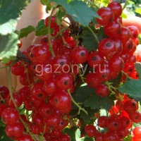Смородина красная Ribes rubrum "Lights Urals" : С2/3 | купить
