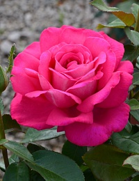 Роза чайно-гибридная, Rosa (HT) `Velasquez`® : C35 | купить
