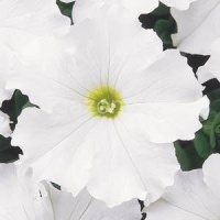Петуния крупноцветковая (Petunia grandiflora) "DREAMS F1" (white) (ячейка 84) | купить