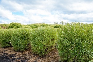 Ива ломкая "Шаровидная" Salix fragilis 'Globosa' : P9, h=30-40