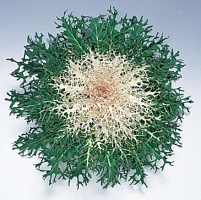 Капуста декоративная (Brassica oleracea) "Peacock" (White) (ячейка 6) | купить