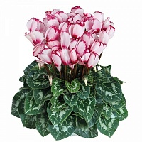 Цикламен персидский Cyclamen persicum Latinia "Victoria 50 Rose A Oeil" : С0,75 | купить