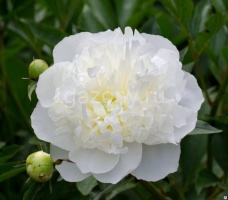 Пион молочноцветковый Paeonia  lactiflora "Duchesse de Nemours" : С5 | купить