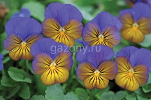 Виола рогатая (Viola cornuta) "Sorbet XP F1" morpho (ячейка 6) | купить