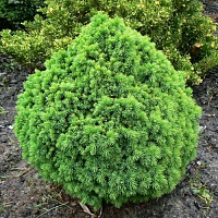 Ель сизая, канадская Picea glauca `Alberta Globe` : С2, h=20-25