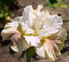 Ирис сибирский Iris sibirica "Wynne Magnolia" : С2/3