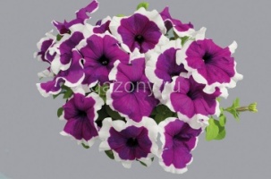 Петуния крупноцветковая (Petunia grandiflora) "Limbo GP F1" (violet picotee) (ячейка 6) | купить