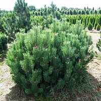 Сосна горная Pinus mugo "Mughus" : C12, h=40-50 | купить