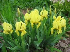 Ирис карликовый Iris pumila "Brassie" : С2/3 | купить