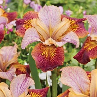 Ирис сибирский Iris sibirica "Paprikash" : С2/3